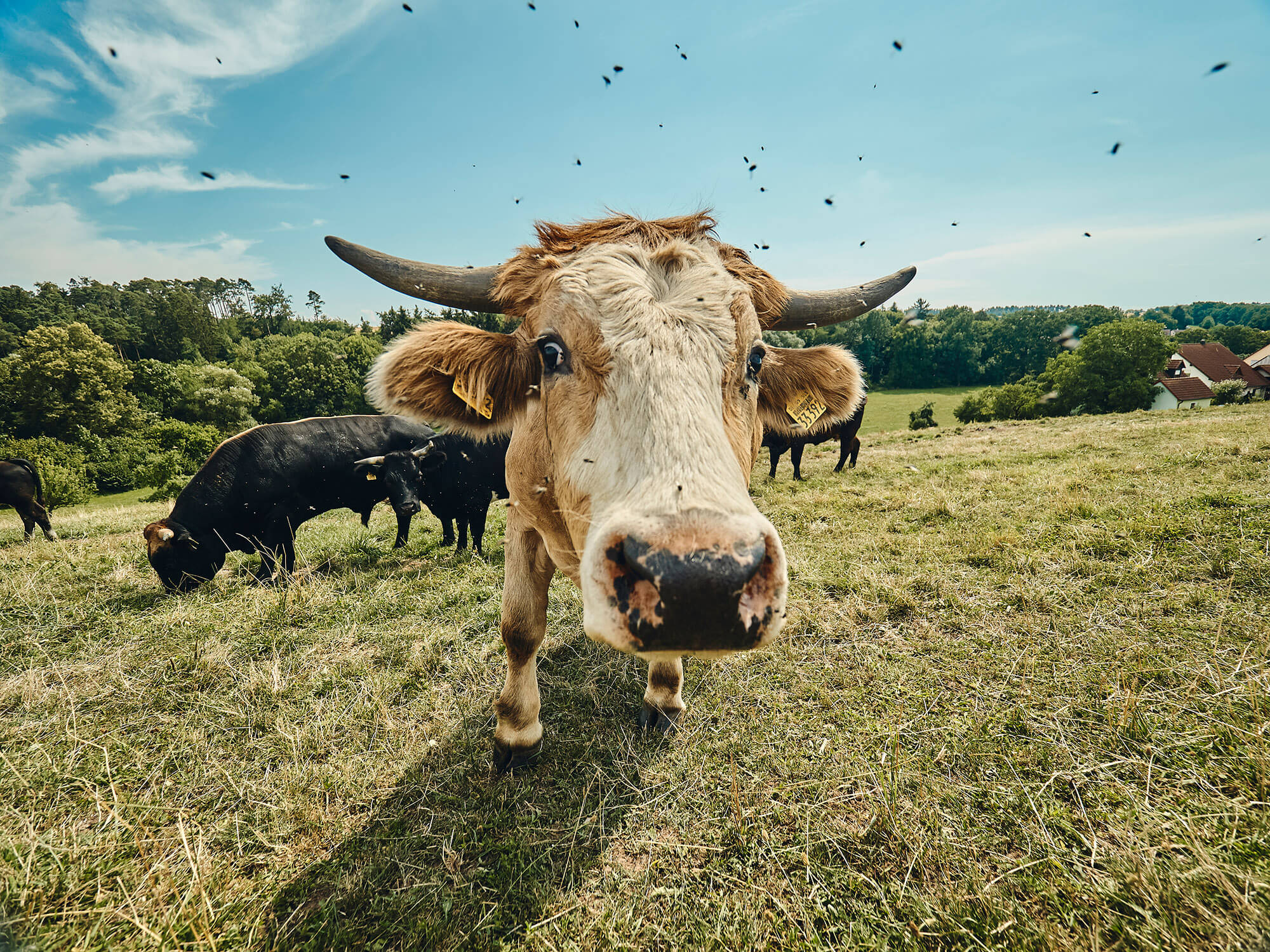 Rinder in Freilandhaltung – Bioland-Bauernhof Fetz